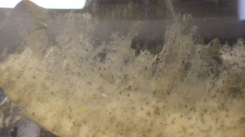 Media type: image;   Invertebrate Zoology 153512 Description: live specimen;